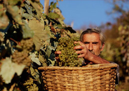 十九世纪下半叶格鲁吉亚葡萄栽培达到鼎盛期